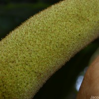 Artocarpus nobilis Thwaites